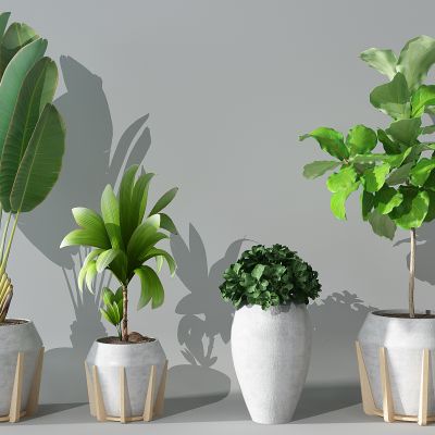 现代植物盆栽花盆绿植