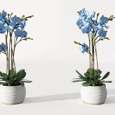 现代花瓶花艺蝴蝶兰兰花