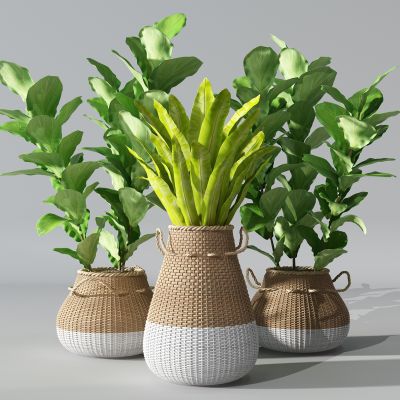 编织篓框植物盆景盆栽绿植花盆