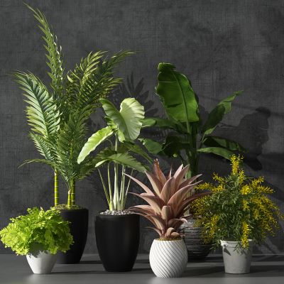 植物绿植盆栽花盆花架芭蕉叶