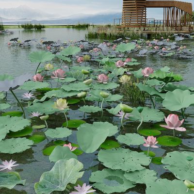 现代荷花池