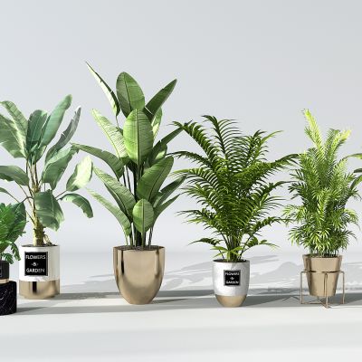 现代植物盆栽花盆绿植