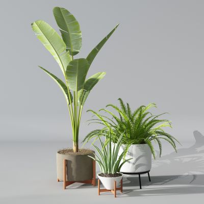 植物盆景盆栽绿植花盆