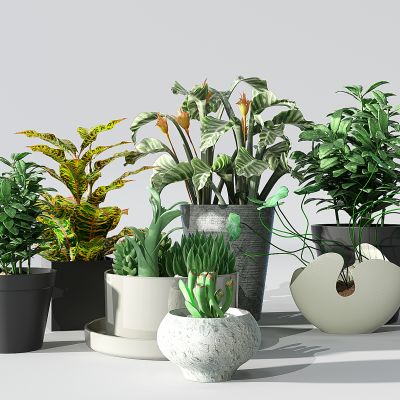 现代盆景盆栽植物花卉多肉植物