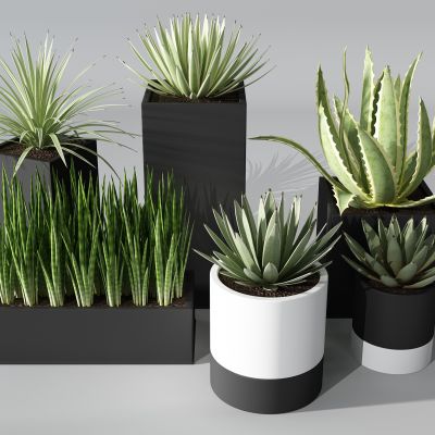 植物盆景盆栽绿植花盆