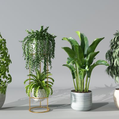 植物盆景盆栽绿植花盆大叶植物