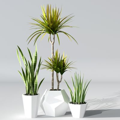 植物盆景盆栽绿植花盆