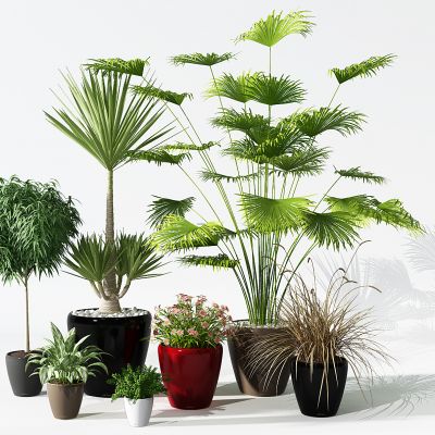 植物盆景盆栽绿植