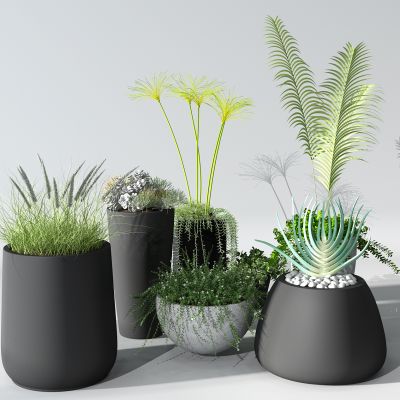 植物盆景盆栽绿植花盆