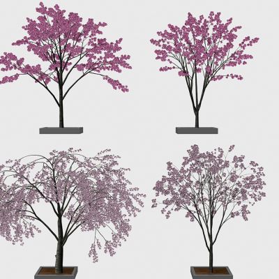 室外绿植樱花树（代理）