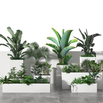 盆景    盆栽摆件