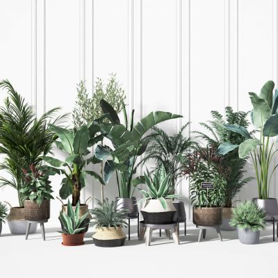 盆景    盆栽摆件