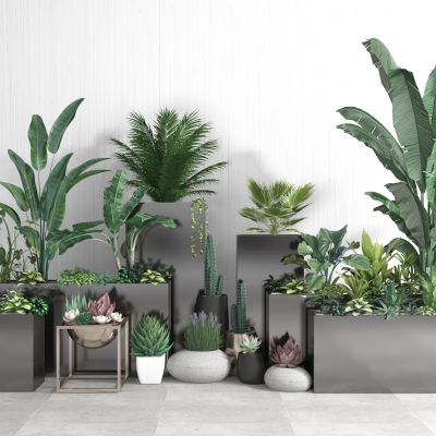 盆景    盆栽摆件