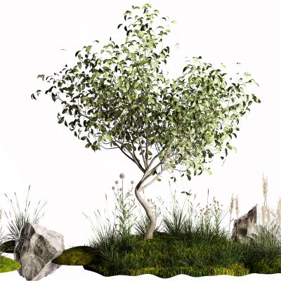 现代景观树 石头 草