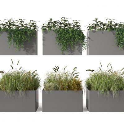 植物  花草 盆栽