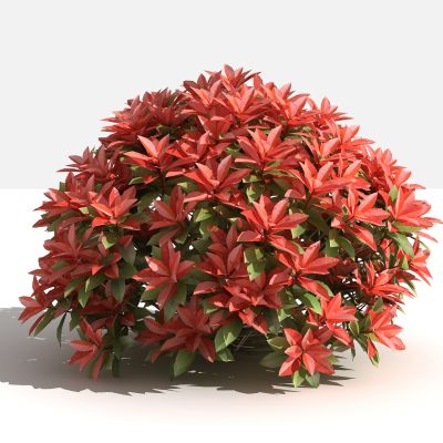 中式红叶石楠球灌木 树 植物 绿化植物 景观植物 花草 花 草