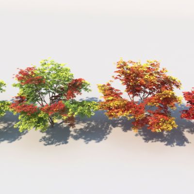 新中式树 灌木 景观树 公园树 枫树 古树 灌木 四季树 枫叶