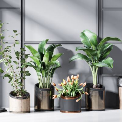 现代轻奢盆栽绿植组合