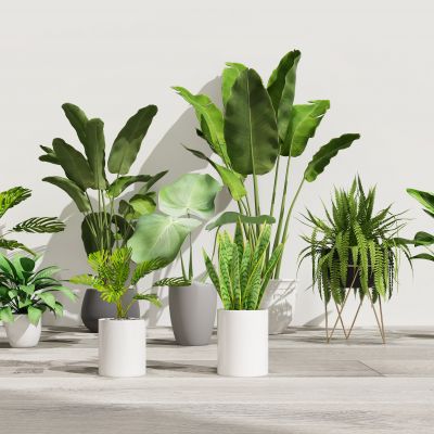 现代植物盘栽组合