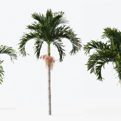 东南亚热带棕榈树 椰子树 景观树 庭院树 花草 植物