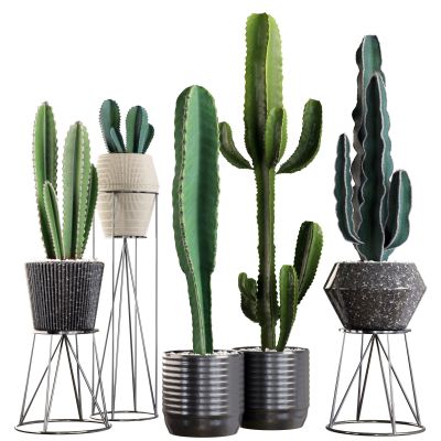 现代室内植物盆景组合