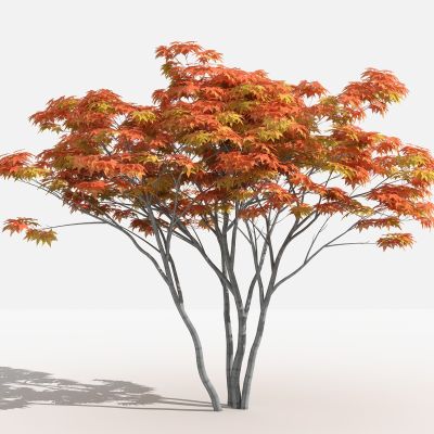 中式红枫灌木 树 植物 绿化植物 景观植物 花草 花 草