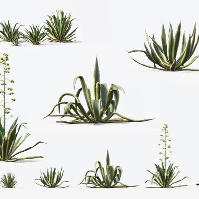 现代植物 沙漠植物 花草 龙舌兰 仙人掌