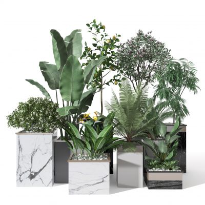 植物组合  盆栽