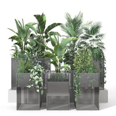 盆景  盆栽  植物