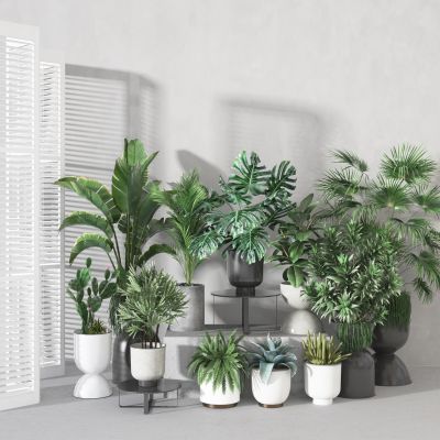 植物  盆栽  装饰