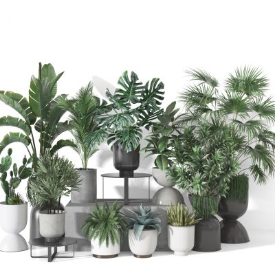 植物 盆栽 摆件