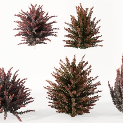 现代景观园林植物蕨类植物灌木