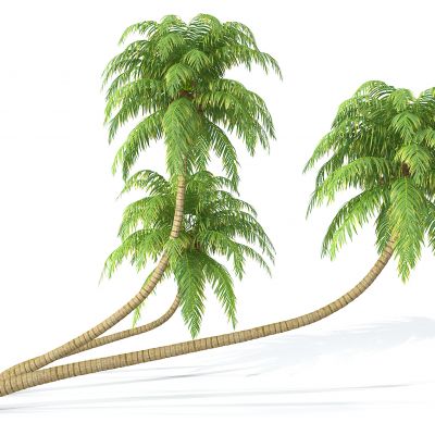 现代景观树椰子树