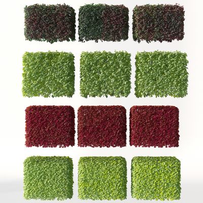 现代园林植物墙灌木树墙