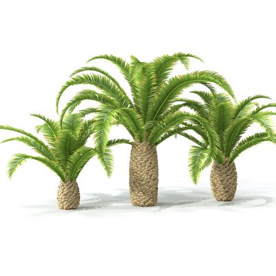 现代景观树椰子树