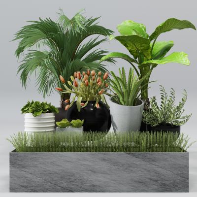 现代绿植盆栽花池植物草花槽郁金香