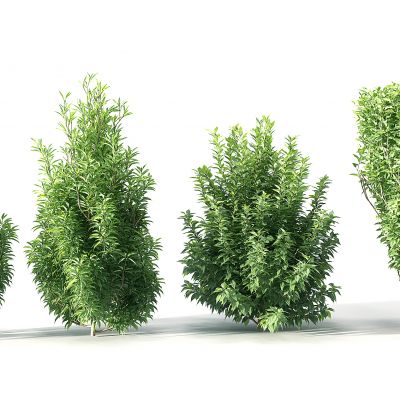 现代景观园林植物树矮树