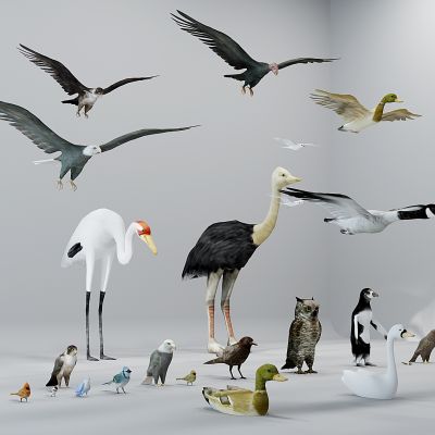 现代动物飞禽飞行动物鸬鹚野鸭子猫头鹰天鹅老鹰鸵鸟