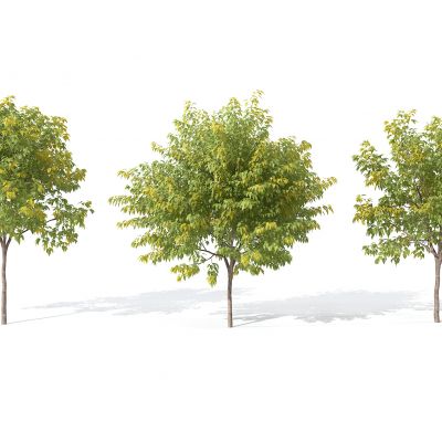 现代景观植物树