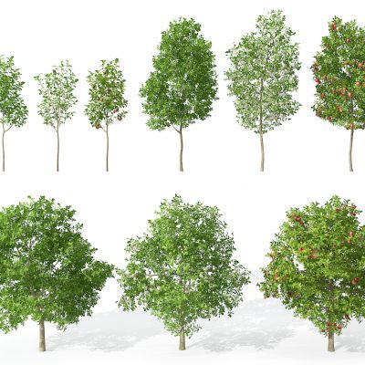 现代景观植物树