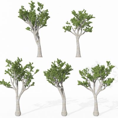 现代景观植物松树