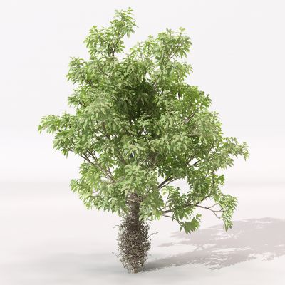 现代景观树