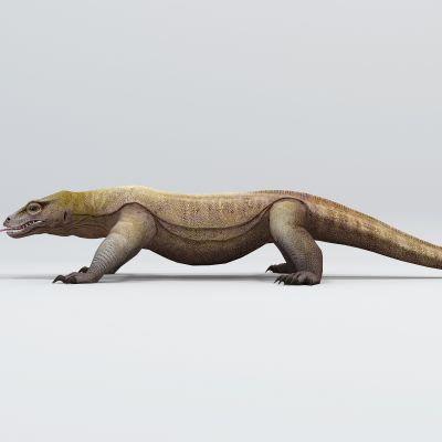 现代动物类组合