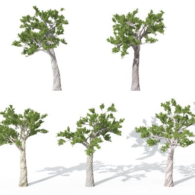 现代园林景观植物松树