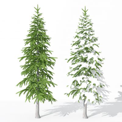 现代景观植物树