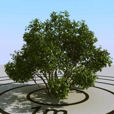 现代灌木植物球绿植