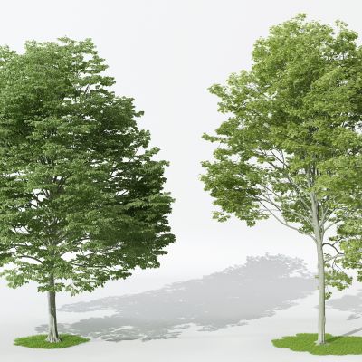 现代景观植物树