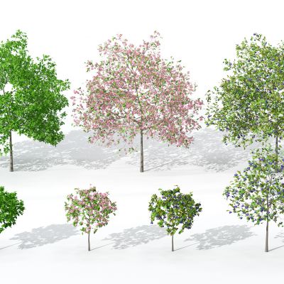 现代景观植物树