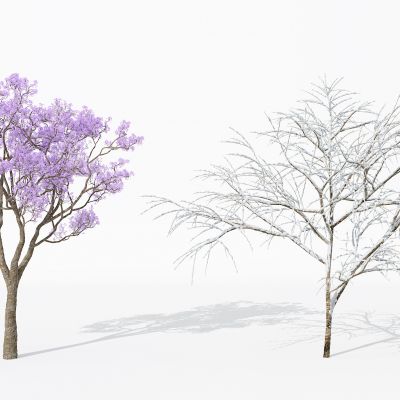 现代景观植物树