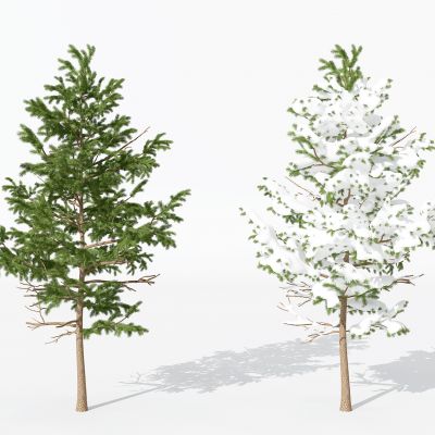 现代景观植物树